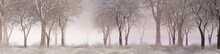 Winter Woodland With Snow Covered Trees In A Pale Fog. Seasonal Banner.