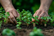 Gardener Tending to Young Basil Seedlings in Fertile Soil