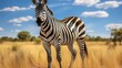Graceful zebra standing in the vast african savannah with golden grasslands and a vibrant blue sky