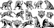 Handdrawn Cheetah Drawing. Cheetah Run, Wildlife Animals Great Set Collection Clip Art Silhouette , Black Vector Illustration On White Background.