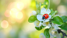 Bug Ladybug On The White Apple Flower Summer Day Light On Blurred Nature Background
