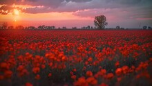 Sunset In The Red Field With Poppy Flowers. 