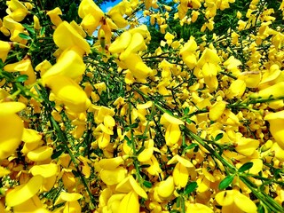 scotch broom