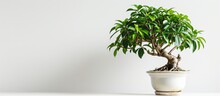 Ficus Benjamina In A Pot, White Background