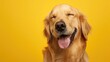 © buraratn - Happy smiling golden retriever dog blinking eye yellow background studio shot