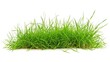© buraratn - Isolated green grass on a white background