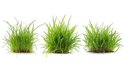 Poster - 3 style fresh spring green grass isolated on white background