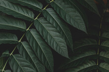 Selective Focus Of Green Leaves With Dark Toned, Ailanthus Altissima Commonly Known As Tree Of Heaven, Ailanthus Is A Deciduous Tree In The Family Simaroubaceae, Nature Greenery Pattern Background.