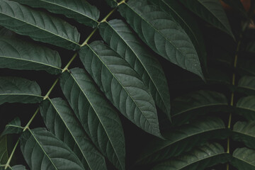 Selective focus of green leaves with dark toned, Ailanthus altissima commonly known as tree of heaven, Ailanthus is a deciduous tree in the family Simaroubaceae, Nature greenery pattern background.