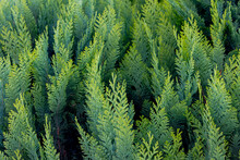 Green And Yellow Leaves Of Chamaecyparis Lawsoniana In Garden, Port Orford Cedar Or Lawson Cypress Is A Species Of Conifer In The Genus Chamaecyparis, Family Cupressaceae, Nature Greenery Background.