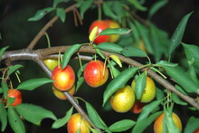 Ripening Plum On The Branches. On The Curved Brown Branches Of A Plum Tree, Red-yellow Oval-shaped Fruits Grow Among Green Leaves. Some Of The Plums Are Already Ripe, Some Are Not Yet.
