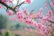 Kirschblüten Zweige an einem Baum. Rosa Blüten beim Kirschbaum im Frühling.