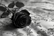 Schwarze Rose liegt auf dem Bett. Schwarzweiß Foto von einer Rose und Platz für Text. 