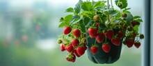 Strawberry Plant With Ripe Fruits In A Hanging Plastic Pot By An Apartment Window.