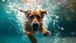 Dog Swimming Underwater Playfully With Bubbles Splashing All Around.  (Generative AI).