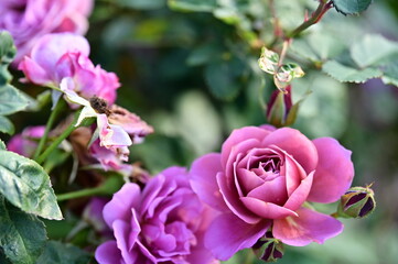 Wall Mural - the image showcases a field of these vivid rose flowers in an autumn garden with selective focus, hi