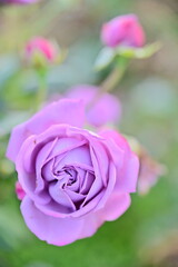 Wall Mural - the image showcases a field of these vivid rose flowers in an autumn garden with selective focus, hi