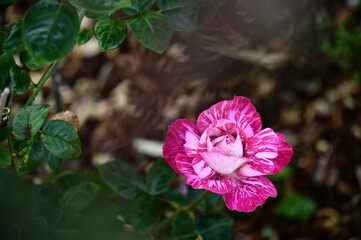 Wall Mural - the image showcases a field of these vivid rose flowers in an autumn garden with selective focus, hi