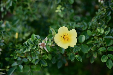 Wall Mural - the image showcases a field of these vivid rose flowers in an autumn garden with selective focus, hi