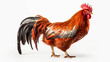 Rooster