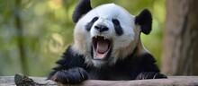 Yuan Run, The Sleepy Giant Panda, Strikes A Humorous Pose While Yawning.