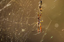 Golden Orb-weaving Spider (Nephila Edulis)