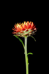 Sticker - Paper daisy flower on black background.