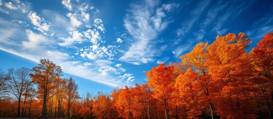 Poster - In summer, stunning orange and red trees bloom along with the beautiful sky.