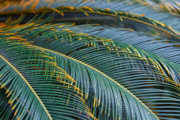 Sticker - Close up view palm plant, selective focus.