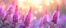 Beautiful Pink Amaranth Flowers Bloom On A Meadow, Surrounded By A Soft Pastel Nature Bokeh Background In The Morning.