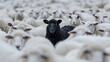 © sorapop - One black sheep surrounded by white ones, symbolizing difference and individualism – this image is AI Generative.