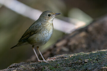 Wall Mural - An enchanting photograph capturing the delicate elegance of a female Siberian Blue Robin (Larvivora cyane). Its understated yet exquisite plumage and gentle presence exemplify the charm of this bird.