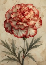 Red White Carnation Leaves Beige Background Bright Drawing Blossoming Rhythm Overglaze