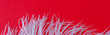 White fluffy ostrich feather close up on red background with copy space for text, bird feather texture banner