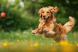 Golden Retriever dog running to catch ball in park