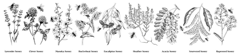 Wall Mural - Most popular honey plants set