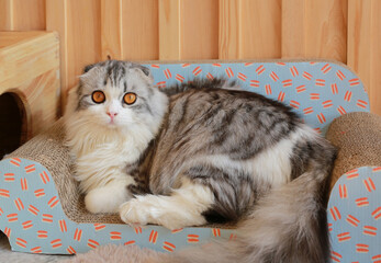 Wall Mural - Portrait of cute Persian Scottish fold cat sitting in cat sofa and looking camera.