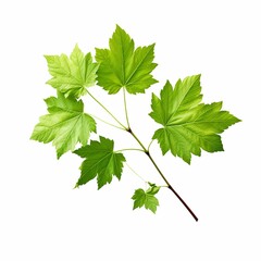 Wall Mural - Sprig of maple, Greenery, Clipart, white background
