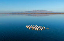 Eber Lake And Pelicans Resting On The Lake, Afyonkarahisar, Turkey