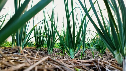 Wall Mural - green red onions plant growing on the vegetable garden, dolly shot