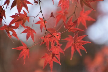 red maple leaves