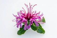 Isolated On A White Background A Gorgeous Bergamot Flower In Red Violet Shade
