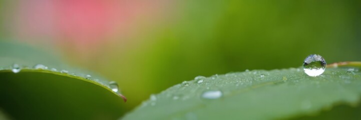 Large beautiful drops of transparent rain water on a green leaf macro. Drops of dew in the morning glow in the sun. Beautiful leaf texture in nature. Natural background