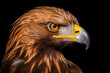 Close-up of the golden eagle's head, Aquila Criscetos.