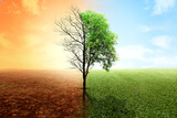 Fototapeta Morze - The difference between drought trees to growing trees on the ground with different sky