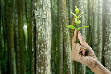 Wall Mural - Human hand holding plant seedlings