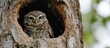 A nest hole houses a concealed spotted owlet.