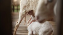 Newborn Lamb Drinks Mother's Milk, Sheep Feeds Her Baby On The Farm