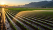 vineyard at sunset high definition(hd) photographic creative image