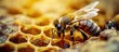 Honey bee eggs made by queen bee at the bottom of the wax cell close up Life of the bee begins with egg Queen bee laid eggs in honeycombs. Copy space image. Place for adding text or design
